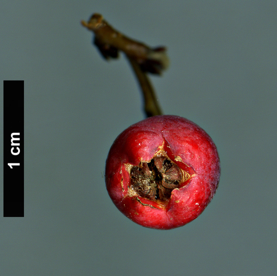 High resolution image: Family: Rosaceae - Genus: Cotoneaster - Taxon: canescens